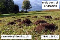 Bridgnorth Mole Catcher 372168 Image 0
